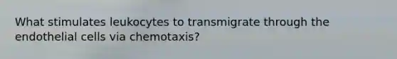 What stimulates leukocytes to transmigrate through the endothelial cells via chemotaxis?