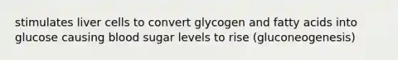 stimulates liver cells to convert glycogen and fatty acids into glucose causing blood sugar levels to rise (gluconeogenesis)