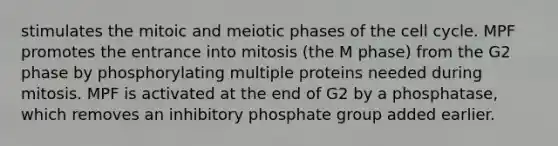 stimulates the mitoic and meiotic phases of the cell cycle. MPF promotes the entrance into mitosis (the M phase) from the G2 phase by phosphorylating multiple proteins needed during mitosis. MPF is activated at the end of G2 by a phosphatase, which removes an inhibitory phosphate group added earlier.