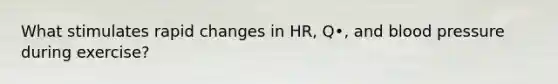 What stimulates rapid changes in HR, Q•, and blood pressure during exercise?