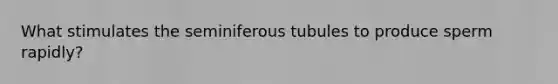 What stimulates the seminiferous tubules to produce sperm rapidly?