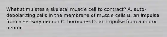 What stimulates a skeletal muscle cell to contract? A. auto-depolarizing cells in the membrane of muscle cells B. an impulse from a sensory neuron C. hormones D. an impulse from a motor neuron