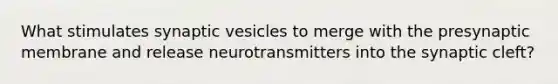 What stimulates synaptic vesicles to merge with the presynaptic membrane and release neurotransmitters into the synaptic cleft?