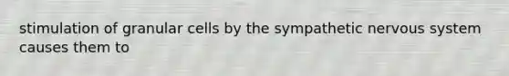 stimulation of granular cells by the sympathetic <a href='https://www.questionai.com/knowledge/kThdVqrsqy-nervous-system' class='anchor-knowledge'>nervous system</a> causes them to