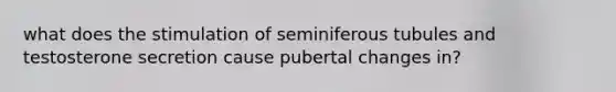 what does the stimulation of seminiferous tubules and testosterone secretion cause pubertal changes in?