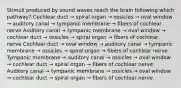 Stimuli produced by sound waves reach the brain following which pathway? Cochlear duct → spiral organ → ossicles → oval window → auditory canal → tympanic membrane → fibers of cochlear nerve Auditory canal → tympanic membrane → oval window → cochlear duct → ossicles → spiral organ → fibers of cochlear nerve Cochlear duct → oval window → auditory canal → tympanic membrane → ossicles → spiral organ → fibers of cochlear nerve Tympanic membrane → auditory canal → ossicles → oval window → cochlear duct → spiral organ → fibers of cochlear nerve Auditory canal → tympanic membrane → ossicles → oval window → cochlear duct → spiral organ → fibers of cochlear nerve