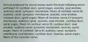 Stimuli produced by sound waves reach the brain following which pathway? A) cochlear duct, spiral organ, ossicles, oval window, auditory canal, tympanic membrane, fibers of cochlear nerve B) auditory canal, tympanic membrane, ossicles, oval window, cochlear duct, spiral organ, fibers of cochlear nerve C) tympanic membrane, auditory canal, ossicles, oval window, cochlear duct, spiral organ, fibers of cochlear nerve D) cochlear duct, oval window, auditory canal, tympanic membrane, ossicles, spiral organ, fibers of cochlear nerve E) auditory canal, tympanic membrane, oval window, cochlear duct, ossicles, spiral organ, fibers of the cochlear nerve