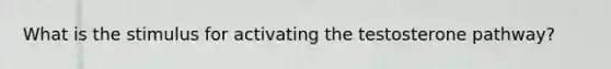 What is the stimulus for activating the testosterone pathway?