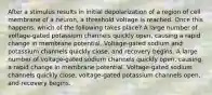 After a stimulus results in initial depolarization of a region of cell membrane of a neuron, a threshold voltage is reached. Once this happens, which of the following takes place? A large number of voltage-gated potassium channels quickly open, causing a rapid change in membrane potential. Voltage-gated sodium and potassium channels quickly close, and recovery begins. A large number of voltage-gated sodium channels quickly open, causing a rapid change in membrane potential. Voltage-gated sodium channels quickly close, voltage-gated potassium channels open, and recovery begins.