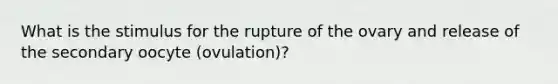 What is the stimulus for the rupture of the ovary and release of the secondary oocyte (ovulation)?