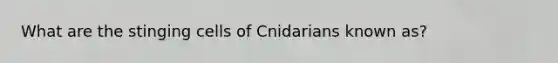 What are the stinging cells of Cnidarians known as?