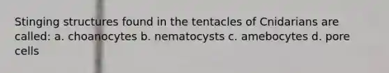 Stinging structures found in the tentacles of Cnidarians are called: a. choanocytes b. nematocysts c. amebocytes d. pore cells