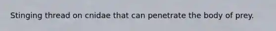 Stinging thread on cnidae that can penetrate the body of prey.