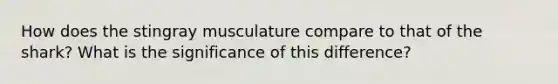 How does the stingray musculature compare to that of the shark? What is the significance of this difference?