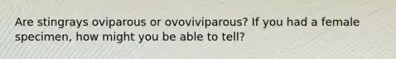 Are stingrays oviparous or ovoviviparous? If you had a female specimen, how might you be able to tell?