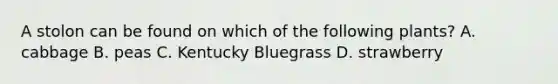 A stolon can be found on which of the following plants? A. cabbage B. peas C. Kentucky Bluegrass D. strawberry