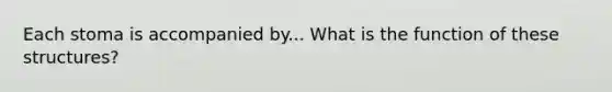 Each stoma is accompanied by... What is the function of these structures?