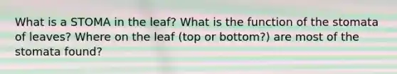 What is a STOMA in the leaf? What is the function of the stomata of leaves? Where on the leaf (top or bottom?) are most of the stomata found?