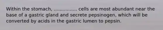 Within the stomach, ................ cells are most abundant near the base of a gastric gland and secrete pepsinogen, which will be converted by acids in the gastric lumen to pepsin.