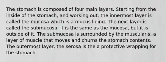 The stomach is composed of four main layers. Starting from the inside of the stomach, and working out, the innermost layer is called the mucosa which is a mucus lining. The next layer is called the submucosa. It is the same as the mucosa, but it is outside of it. The submucosa is surrounded by the muscularis, a layer of muscle that moves and churns the stomach contents. The outermost layer, the serosa is the a protective wrapping for the stomach.