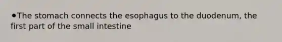 ⚫The stomach connects the esophagus to the duodenum, the first part of the small intestine