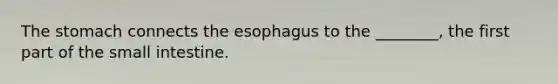 The stomach connects the esophagus to the ________, the first part of the small intestine.