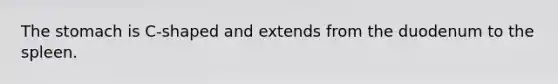 The stomach is C-shaped and extends from the duodenum to the spleen.
