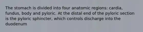 The stomach is divided into four anatomic regions: cardia, fundus, body and pyloric. At the distal end of the pyloric section is the pyloric sphincter, which controls discharge into the duodenum