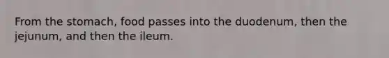 From the stomach, food passes into the duodenum, then the jejunum, and then the ileum.