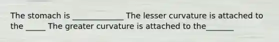 The stomach is _____________ The lesser curvature is attached to the _____ The greater curvature is attached to the_______