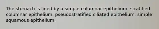 The stomach is lined by a simple columnar epithelium. stratified columnar epithelium. pseudostratified ciliated epithelium. simple squamous epithelium.