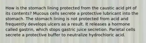 How is the stomach lining protected from the caustic acid pH of its contents? Mucous cells secrete a protective lubricant into the stomach. The stomach lining is not protected from acid and frequently develops ulcers as a result. It releases a hormone called gastrin, which stops gastric juice secretion. Parietal cells secrete a protective buffer to neutralize hydrochloric acid.