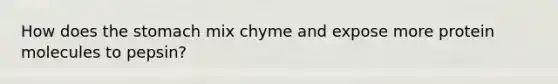 How does the stomach mix chyme and expose more protein molecules to pepsin?