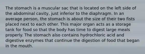 The stomach is a muscular sac that is located on the left side of the abdominal cavity, just inferior to the diaphragm. In an average person, the stomach is about the size of their two fists placed next to each other. This major organ acts as a storage tank for food so that the body has time to digest large meals properly. The stomach also contains hydrochloric acid and digestive enzymes that continue the digestion of food that began in the mouth.