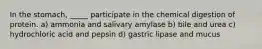 In the stomach, _____ participate in the chemical digestion of protein. a) ammonia and salivary amylase b) bile and urea c) hydrochloric acid and pepsin d) gastric lipase and mucus