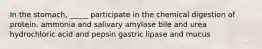 In the stomach, _____ participate in the chemical digestion of protein. ammonia and salivary amylase bile and urea hydrochloric acid and pepsin gastric lipase and mucus