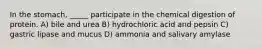 In the stomach, _____ participate in the chemical digestion of protein. A) bile and urea B) hydrochloric acid and pepsin C) gastric lipase and mucus D) ammonia and salivary amylase