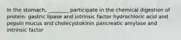 In the stomach, ________ participate in the chemical digestion of protein. gastric lipase and intrinsic factor hydrochloric acid and pepsin mucus and cholecystokinin pancreatic amylase and intrinsic factor