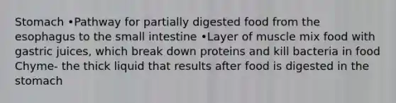 Stomach •Pathway for partially digested food from the esophagus to the small intestine •Layer of muscle mix food with gastric juices, which break down proteins and kill bacteria in food Chyme- the thick liquid that results after food is digested in the stomach