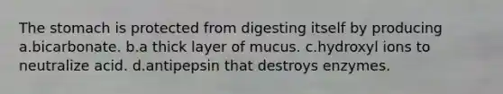 The stomach is protected from digesting itself by producing a.bicarbonate. b.a thick layer of mucus. c.hydroxyl ions to neutralize acid. d.antipepsin that destroys enzymes.