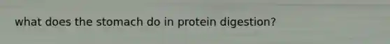 what does the stomach do in protein digestion?