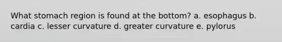 What stomach region is found at the bottom? a. esophagus b. cardia c. lesser curvature d. greater curvature e. pylorus