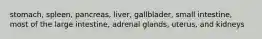 stomach, spleen, pancreas, liver, gallblader, small intestine, most of the large intestine, adrenal glands, uterus, and kidneys