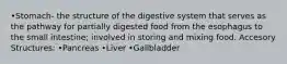 •Stomach- the structure of the digestive system that serves as the pathway for partially digested food from the esophagus to the small intestine; involved in storing and mixing food. Accesory Structures: •Pancreas •Liver •Gallbladder