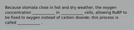 Because stomata close in hot and dry weather, the oxygen concentration ____________ in ____________ cells, allowing RuBP to be fixed to oxygen instead of carbon dioxide; this process is called ____________ .