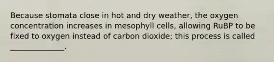 Because stomata close in hot and dry weather, the oxygen concentration increases in mesophyll cells, allowing RuBP to be fixed to oxygen instead of carbon dioxide; this process is called ______________.