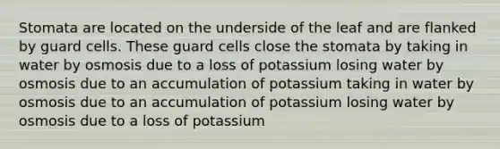 Stomata are located on the underside of the leaf and are flanked by guard cells. These guard cells close the stomata by taking in water by osmosis due to a loss of potassium losing water by osmosis due to an accumulation of potassium taking in water by osmosis due to an accumulation of potassium losing water by osmosis due to a loss of potassium