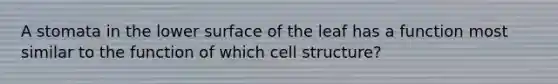 A stomata in the lower surface of the leaf has a function most similar to the function of which cell structure?