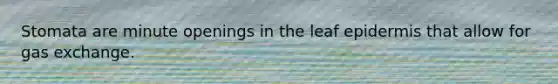 Stomata are minute openings in the leaf epidermis that allow for <a href='https://www.questionai.com/knowledge/kU8LNOksTA-gas-exchange' class='anchor-knowledge'>gas exchange</a>.