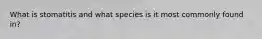 What is stomatitis and what species is it most commonly found in?